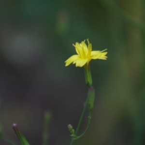 Photographie n°2094299 du taxon Lactuca muralis (L.) Gaertn. [1791]