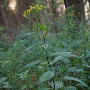 Photographie n°2094302 du taxon Senecio ovatus (P.Gaertn., B.Mey. & Scherb.) Willd. [1803]