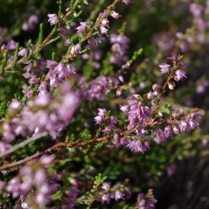 Photographie n°2094307 du taxon Calluna vulgaris (L.) Hull