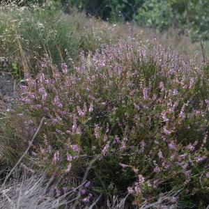 Photographie n°2094310 du taxon Calluna vulgaris (L.) Hull