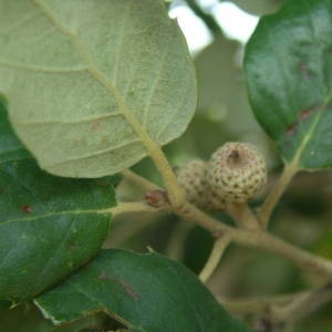 Photographie n°2094337 du taxon Quercus suber L. [1753]