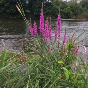 Photographie n°2094351 du taxon Lythrum salicaria L. [1753]