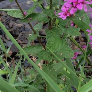 Photographie n°2094353 du taxon Lythrum salicaria L. [1753]