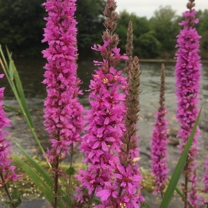 Photographie n°2094354 du taxon Lythrum salicaria L. [1753]