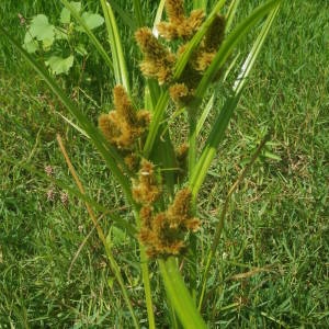 Photographie n°2094374 du taxon Cyperus glomeratus L. [1756]