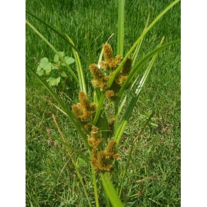 Cyperus glomeratus L. (Souchet aggloméré)