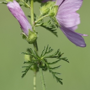 Photographie n°2094407 du taxon Malva moschata L. [1753]