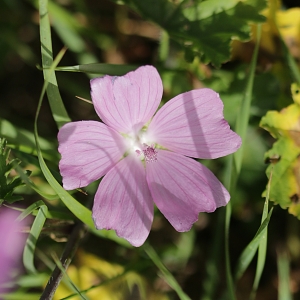 Photographie n°2094408 du taxon Malva moschata L. [1753]