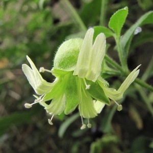 Photographie n°2094432 du taxon Silene baccifera (L.) Roth [1788]