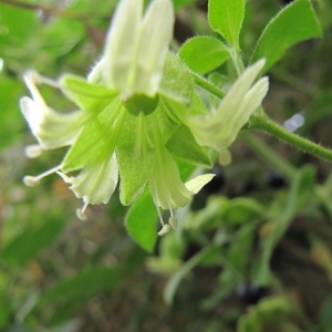 Photographie n°2094433 du taxon Silene baccifera (L.) Roth [1788]