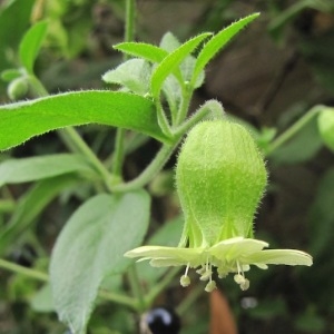 Photographie n°2094434 du taxon Silene baccifera (L.) Roth [1788]