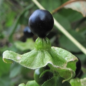 Photographie n°2094436 du taxon Silene baccifera (L.) Roth [1788]