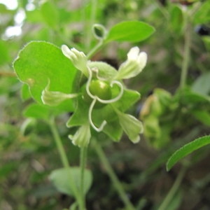 Photographie n°2094438 du taxon Silene baccifera (L.) Roth [1788]