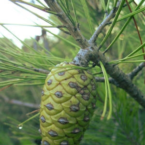 Photographie n°2094442 du taxon Pinus halepensis Mill. [1768]