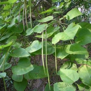 Photographie n°2094457 du taxon Catalpa bignonioides Walter [1788]