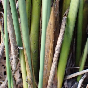 Photographie n°2094476 du taxon Juncus inflexus L. [1753]