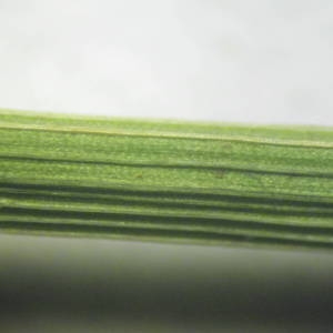 Photographie n°2094483 du taxon Juncus inflexus L. [1753]