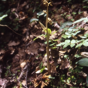 Photographie n°2094500 du taxon Neottia nidus-avis (L.) Rich. [1817]