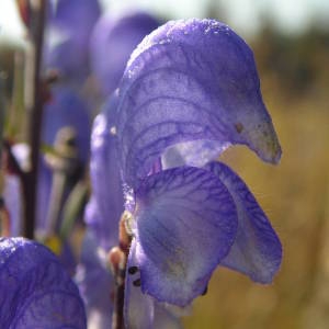 Aconitum napellus subsp. lusitanicum Rouy (Aconit du Portugal)