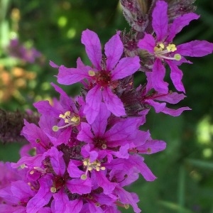 Photographie n°2094523 du taxon Lythrum salicaria L. [1753]