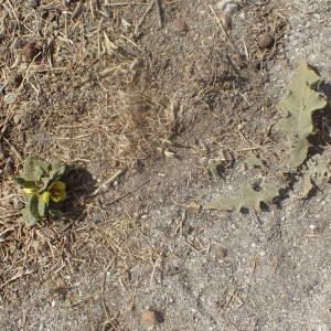 Photographie n°2094558 du taxon Verbascum sinuatum L. [1753]