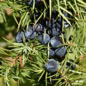 Photographie n°2094581 du taxon Juniperus communis L.