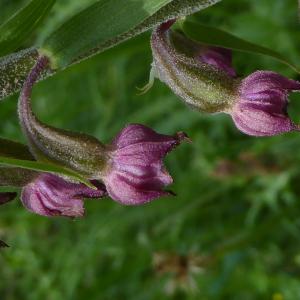 Photographie n°2094603 du taxon Epipactis atrorubens (Hoffm.) Besser [1809]