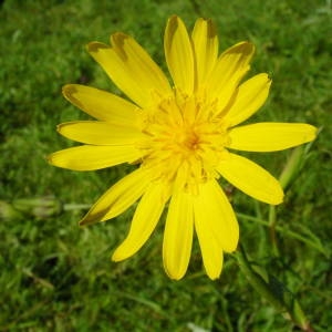 Photographie n°2094637 du taxon Tragopogon pratensis L. [1753]