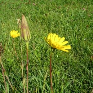 Photographie n°2094638 du taxon Tragopogon pratensis L. [1753]