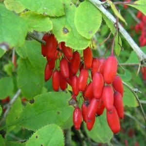 Photographie n°2094641 du taxon Berberis vulgaris L. [1753]