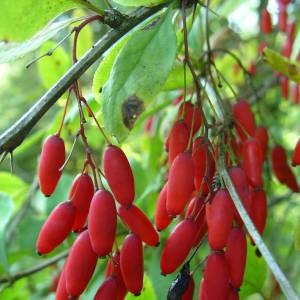 Photographie n°2094642 du taxon Berberis vulgaris L. [1753]