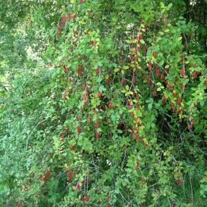 Photographie n°2094643 du taxon Berberis vulgaris L. [1753]