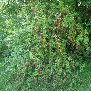 Photographie n°2094644 du taxon Berberis vulgaris L. [1753]