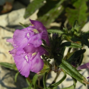 Photographie n°2094653 du taxon Galeopsis angustifolia Ehrh. ex Hoffm. [1804]