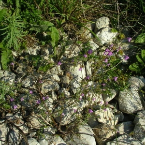 Photographie n°2094656 du taxon Galeopsis angustifolia Ehrh. ex Hoffm. [1804]