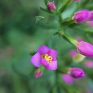 Photographie n°2094682 du taxon Centaurium erythraea Rafn [1800]