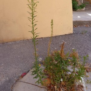 Photographie n°2094762 du taxon Erigeron canadensis L. [1753]