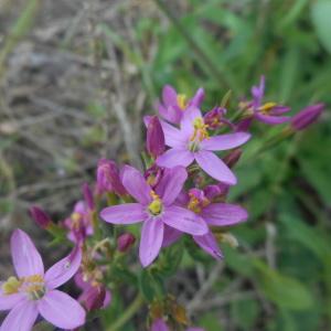 Photographie n°2094806 du taxon Centaurium erythraea Rafn [1800]