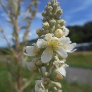 Photographie n°2094811 du taxon Verbascum lychnitis L. [1753]