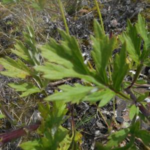 Photographie n°2094824 du taxon Artemisia vulgaris L. [1753]