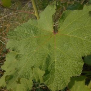Photographie n°2094830 du taxon Alcea rosea L. [1753]