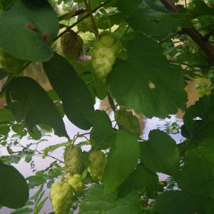 Photographie n°2094892 du taxon Humulus lupulus L. [1753]