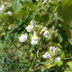 Photographie n°2094898 du taxon Linaria repens (L.) Mill. [1768]