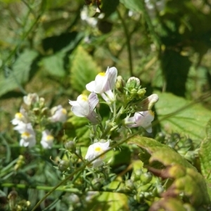 Photographie n°2094899 du taxon Linaria repens (L.) Mill. [1768]