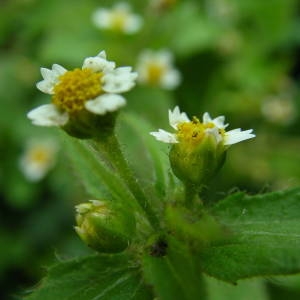 Photographie n°2094907 du taxon Galinsoga quadriradiata Ruiz & Pav. [1798]