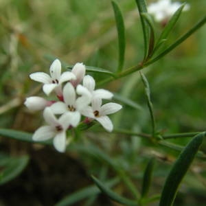 Photographie n°2094914 du taxon Asperula cynanchica L. [1753]