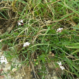 Photographie n°2094915 du taxon Asperula cynanchica L. [1753]