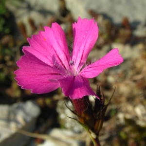 Photographie n°2094924 du taxon Dianthus carthusianorum L. [1753]