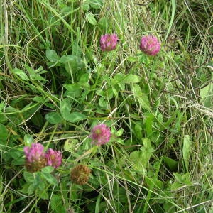 Photographie n°2094933 du taxon Trifolium pratense L. [1753]