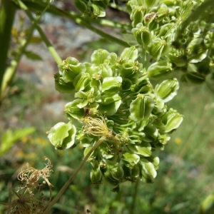 Photographie n°2094958 du taxon Angelica razulii Gouan [1773]